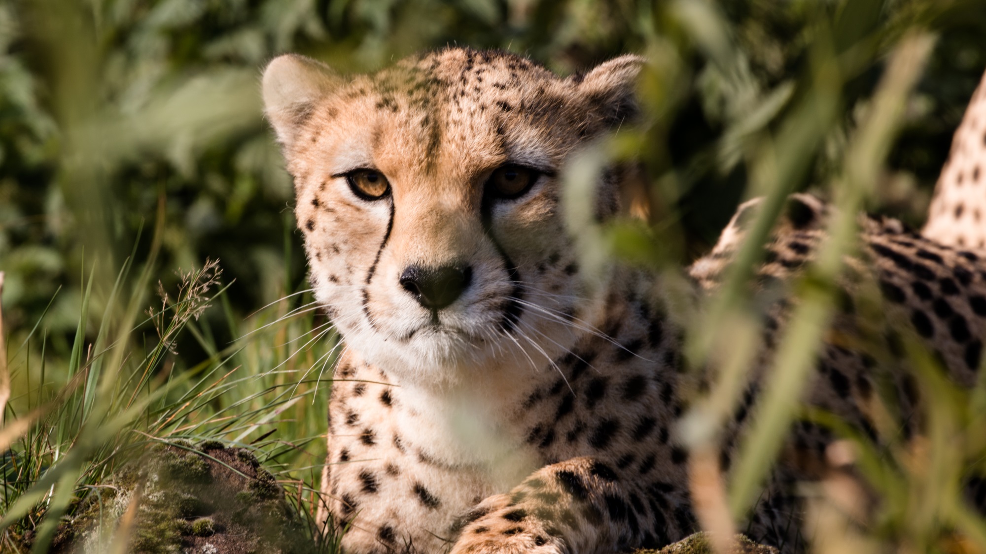 Cheetah Rock Zoological Society of London (ZSL)
